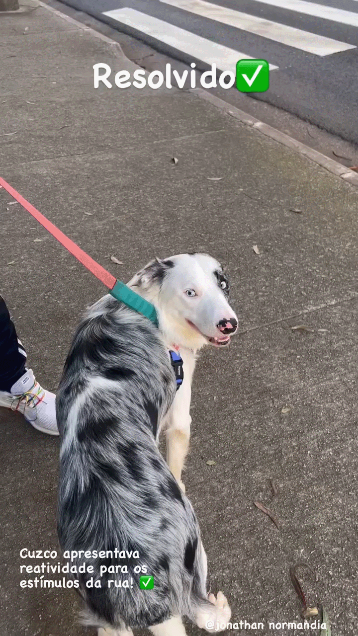 Depoimento sobre resultado do adestramento de cão
