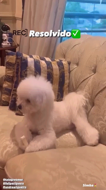 Depoimento sobre adestramento de cães por Jonathan Normandia