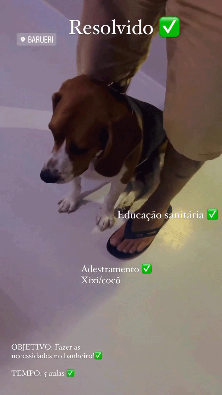 Depoimento sobre adestramento de cães por Jonathan Normandia